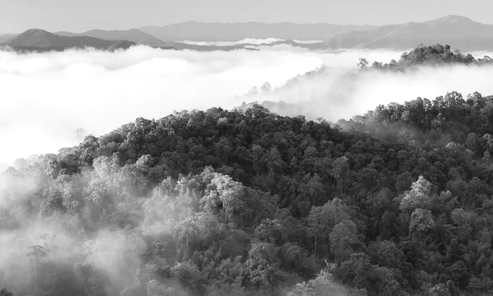 Forests 2025-06-24 at 16.23.41