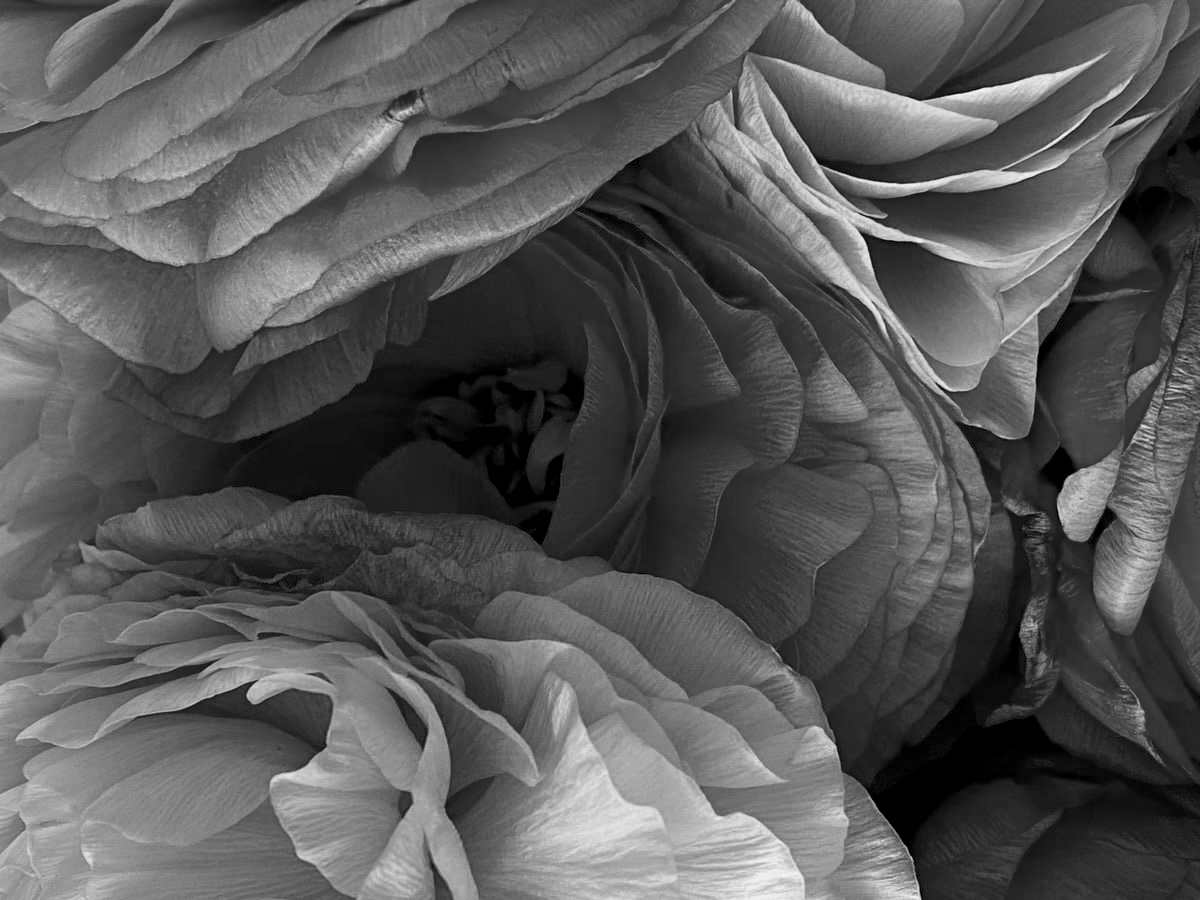 flowers a picture of flowers